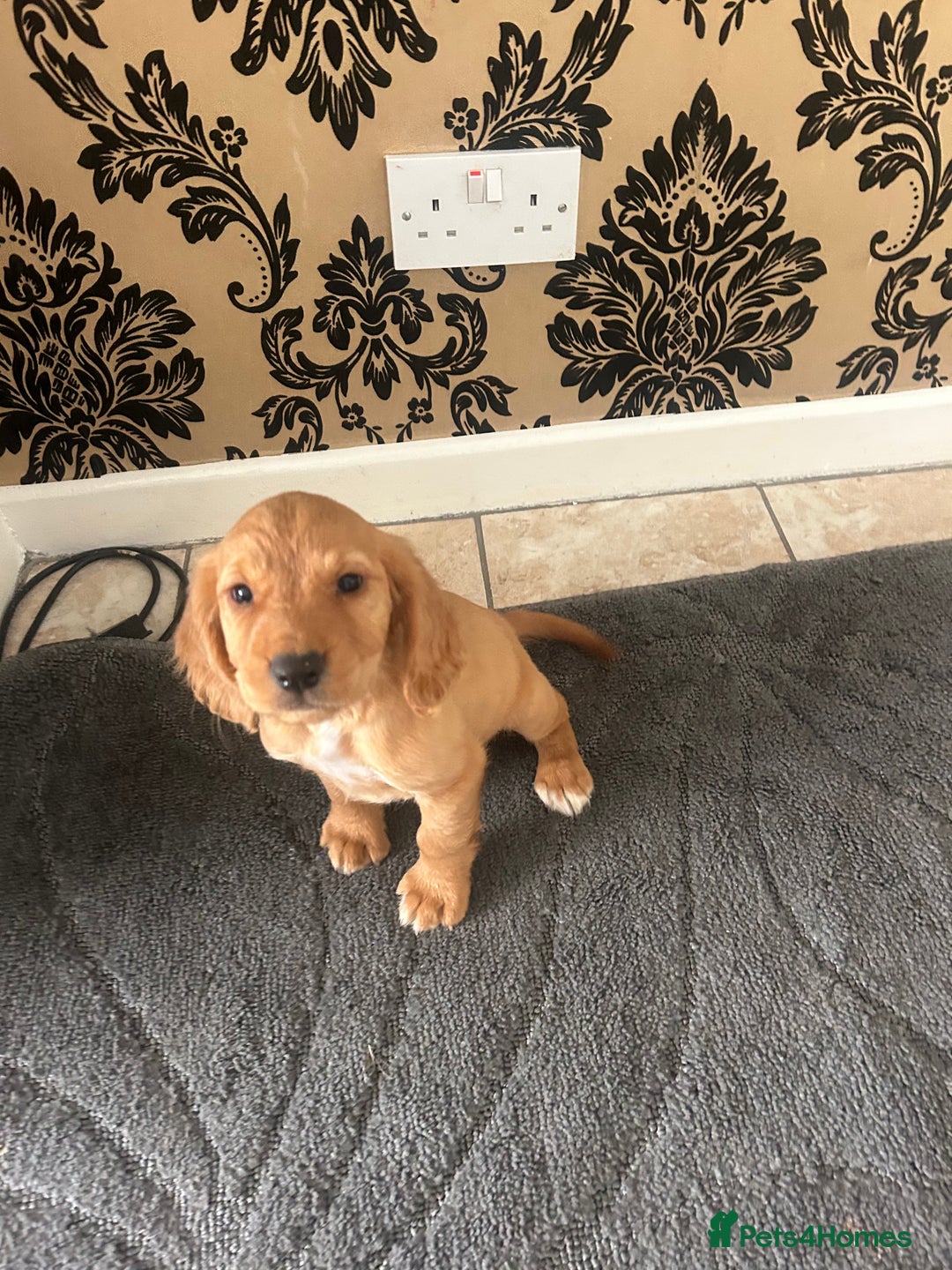 Cocker Spaniel dogs for sale: Cocker spaniel puppies ready to leave . - Image 1