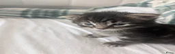 Mixed Breed cats for sale: 4 adorable kittens looking for a future home - Advert 6