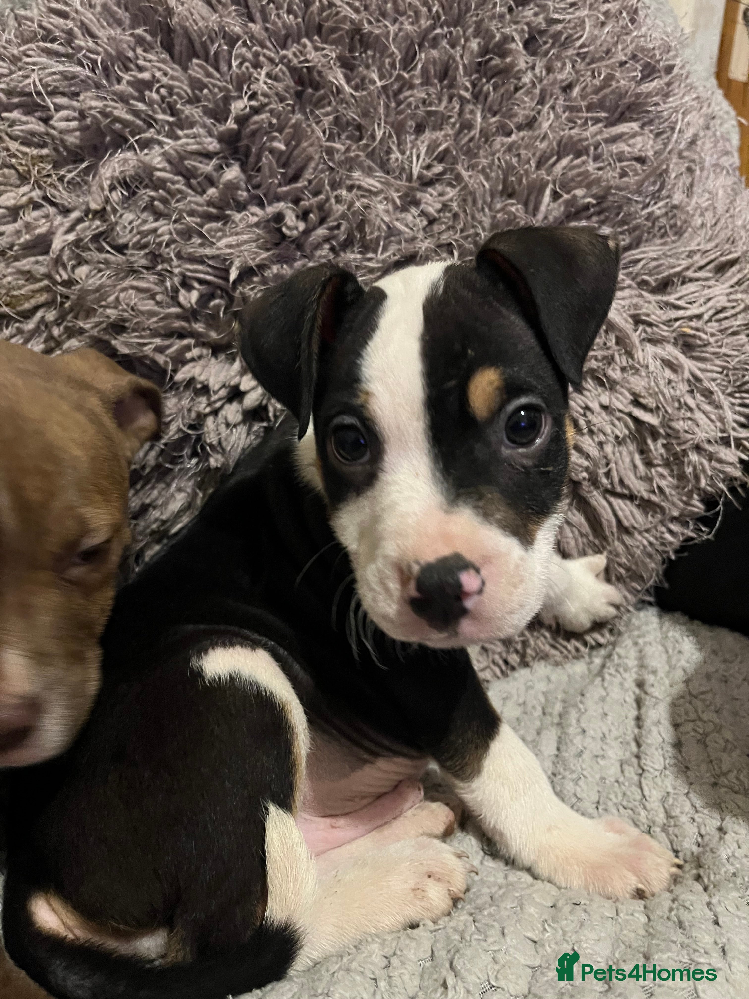 Mixed Breed dogs Bullmastiff cross Staffie pups  - Advert 14