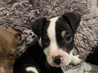 Mixed Breed dogs Bullmastiff cross Staffie pups - Advert 14