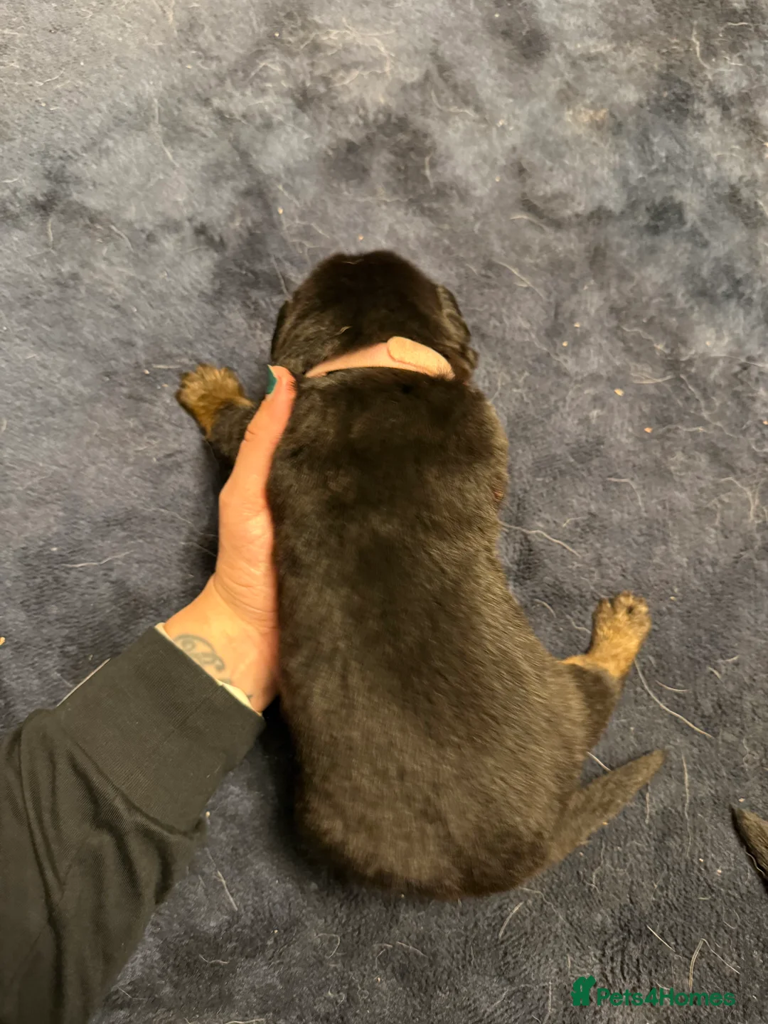 Mixed Breed dogs for sale: Shepweiler Puppies (GSD x Rottie) - Advert 19