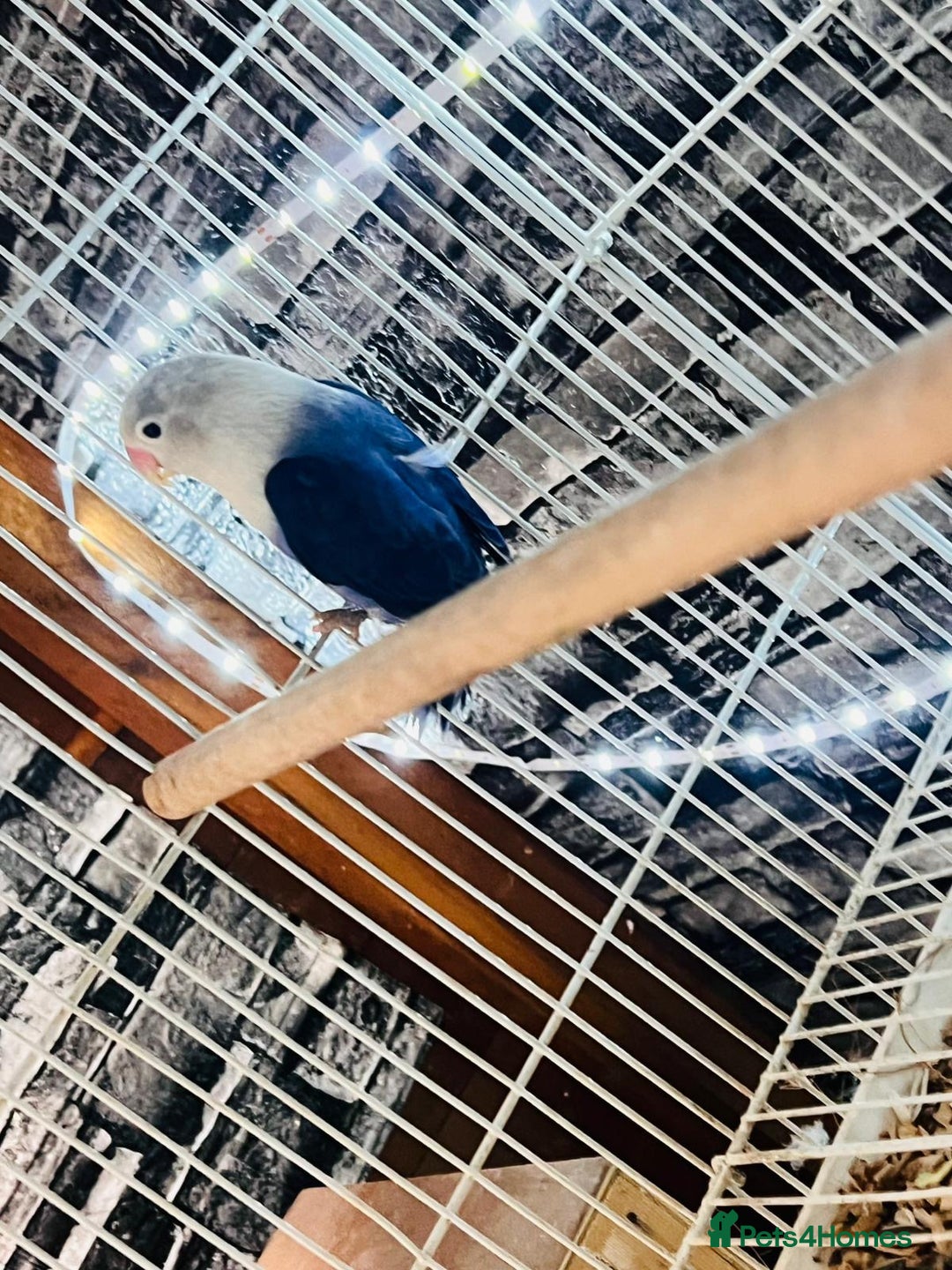 Lovebirds birds for sale: Breeding pair of lovebirds  - Advert 5