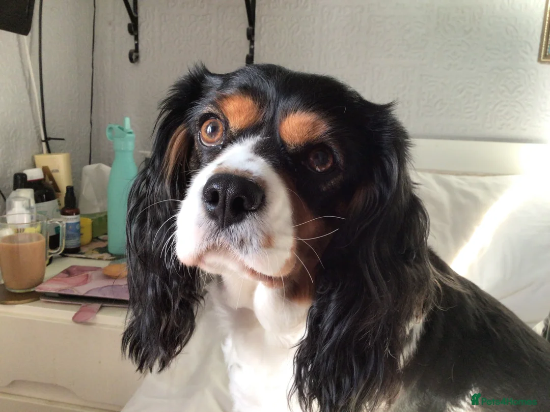 Cavalier King Charles Spaniel dogs for sale: Stunning puppies  in Oldham - Advert 2