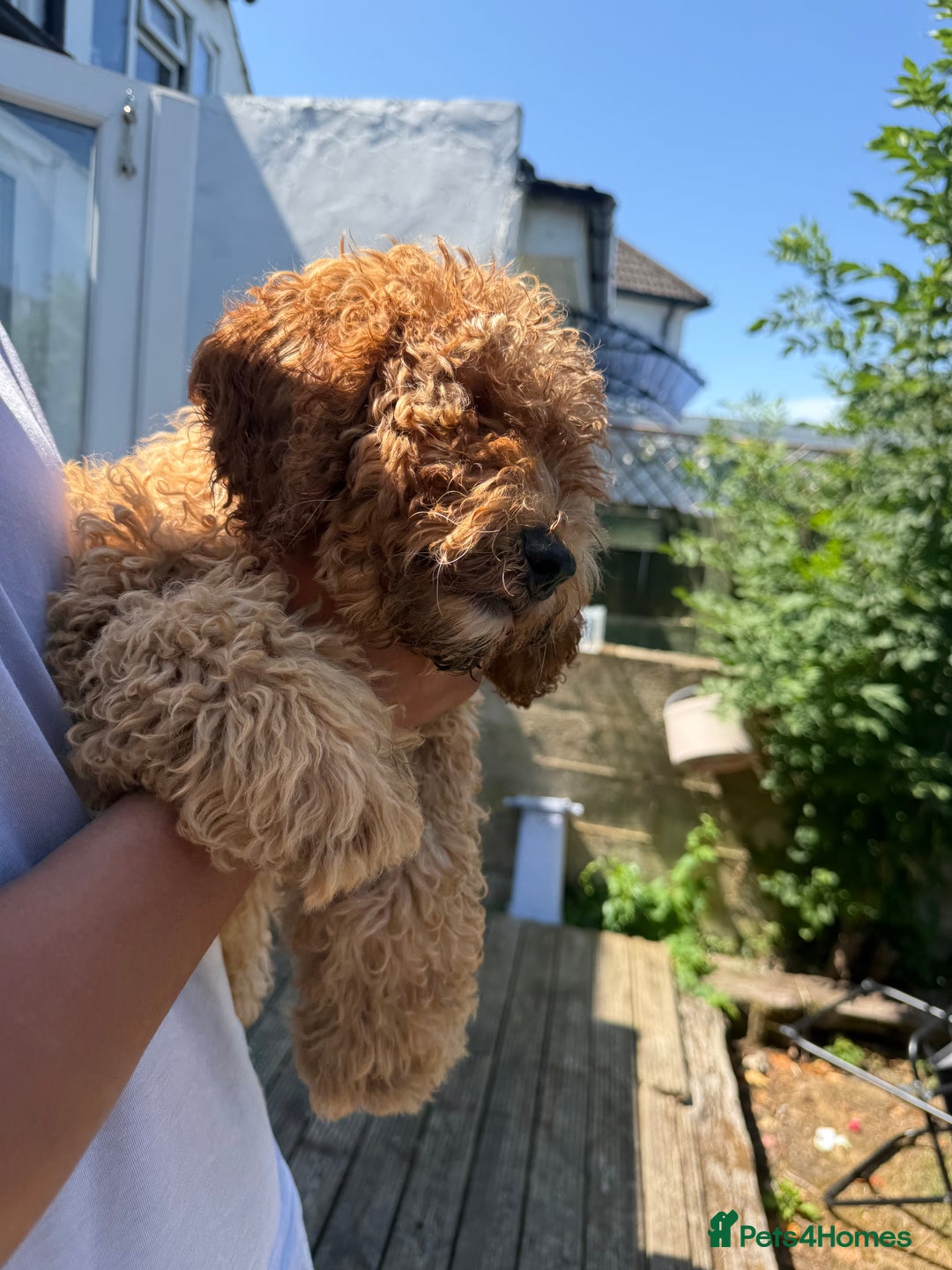 Cockapoo dogs for sale: Male Cockapoo Puppy 8 months.  - Image 7