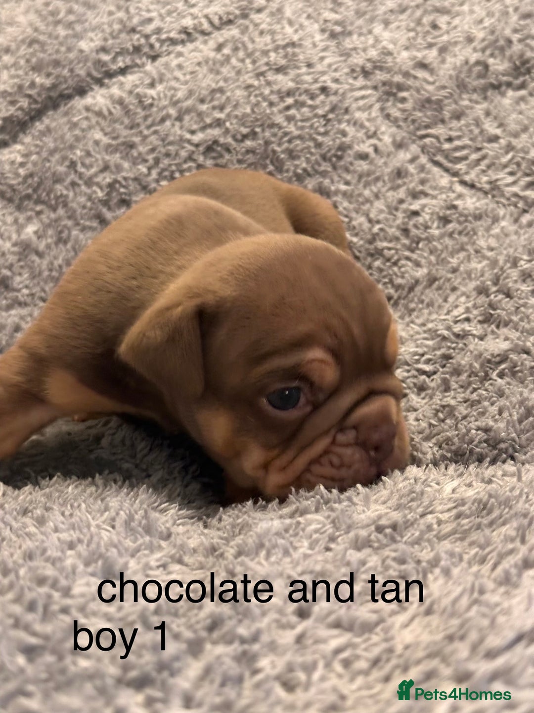 English Bulldog dogs for sale: QUALITY 5* ENGLISH BULLDOG PUPPIES - Advert 21