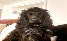 Cocker Spaniel dogs for sale: KC Reg (no endorsements) Blue Roan Show bitch - Image 1