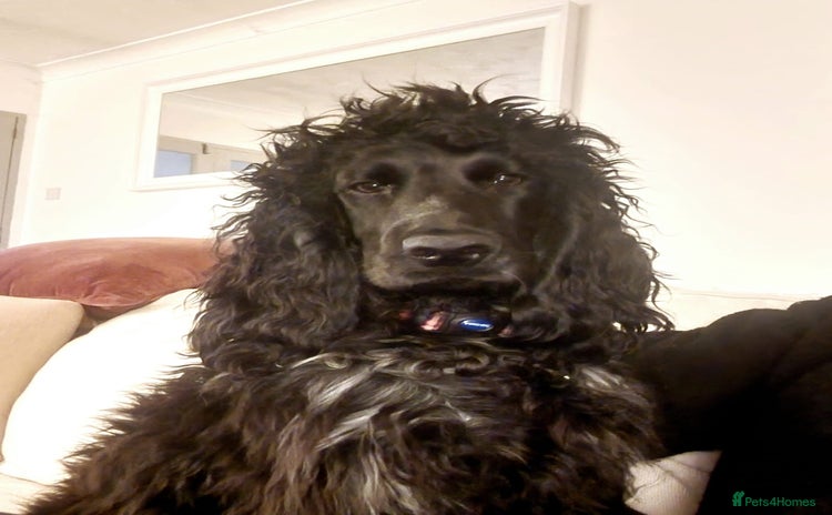 Cocker Spaniel dogs - Advert 1