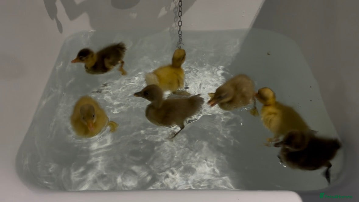 Ducks poultry Runner ducklings  - Advert 1