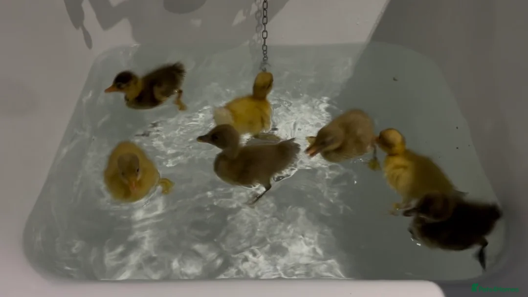 Ducks poultry for sale: Runner ducklings  - Advert 1