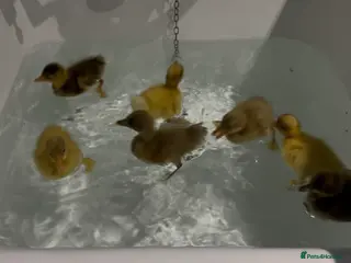 Ducks poultry Runner ducklings - Advert 1