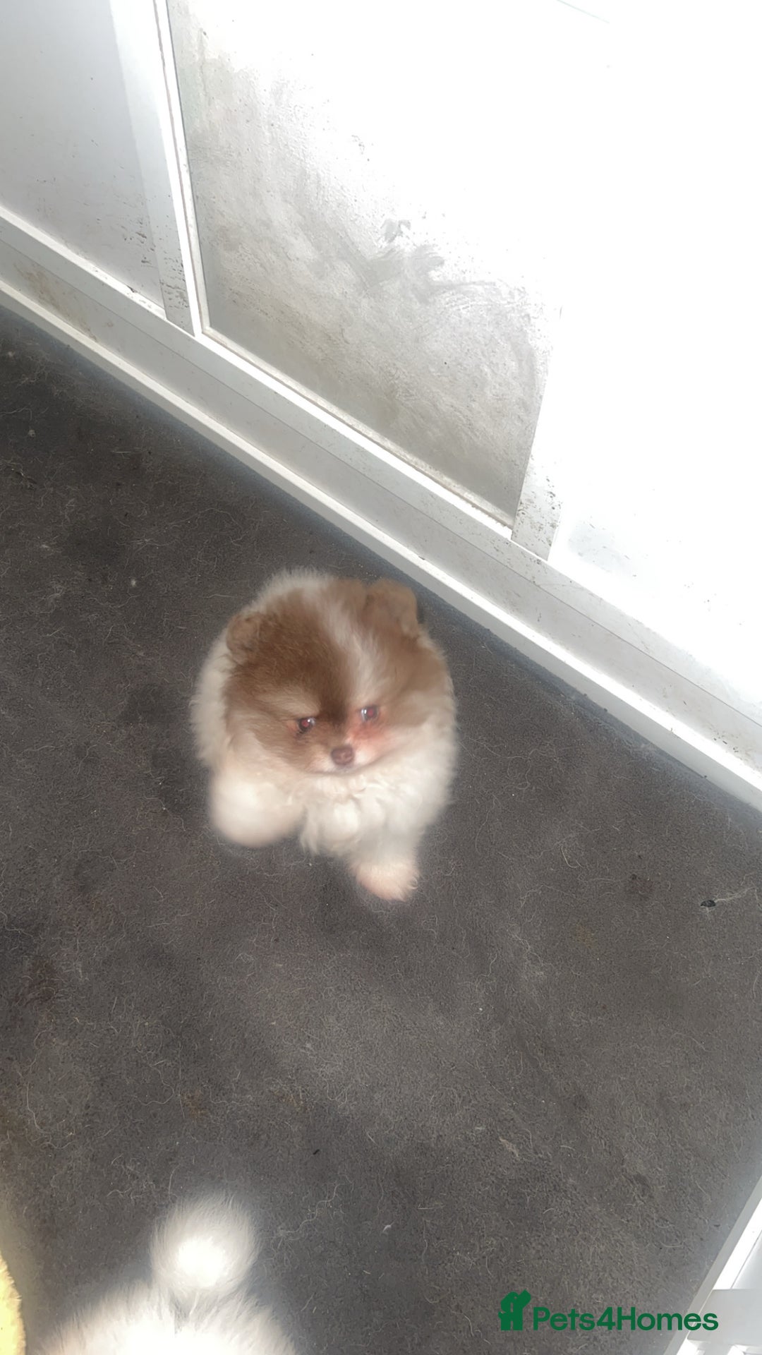 Pomeranian dogs for sale: 5 STAR POMERANIAN PUPPIES  - Advert 5