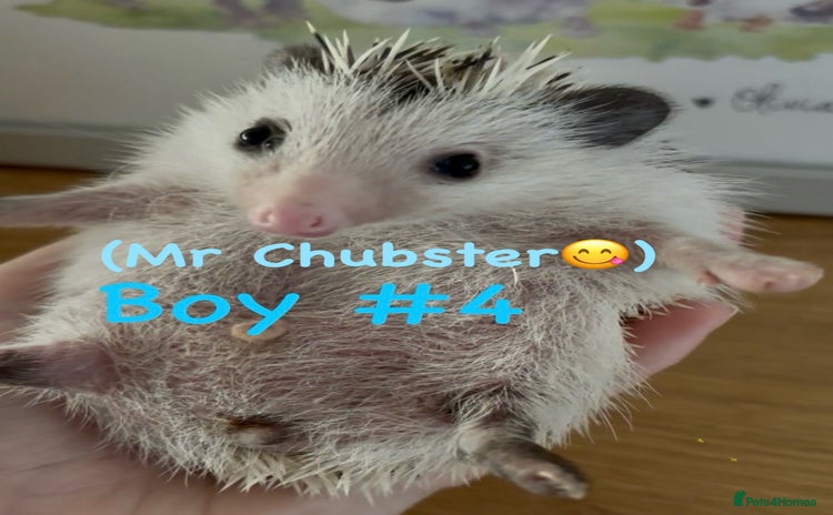 Pygmy Hedgehog rodents - Advert 1