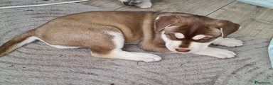 Mixed Breed 1