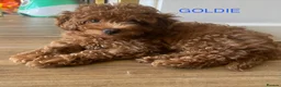Cavapoo dogs for sale: Toy red teddy bear F1B Cavapoos by Asian toy dad in Chigwell - Advert 23
