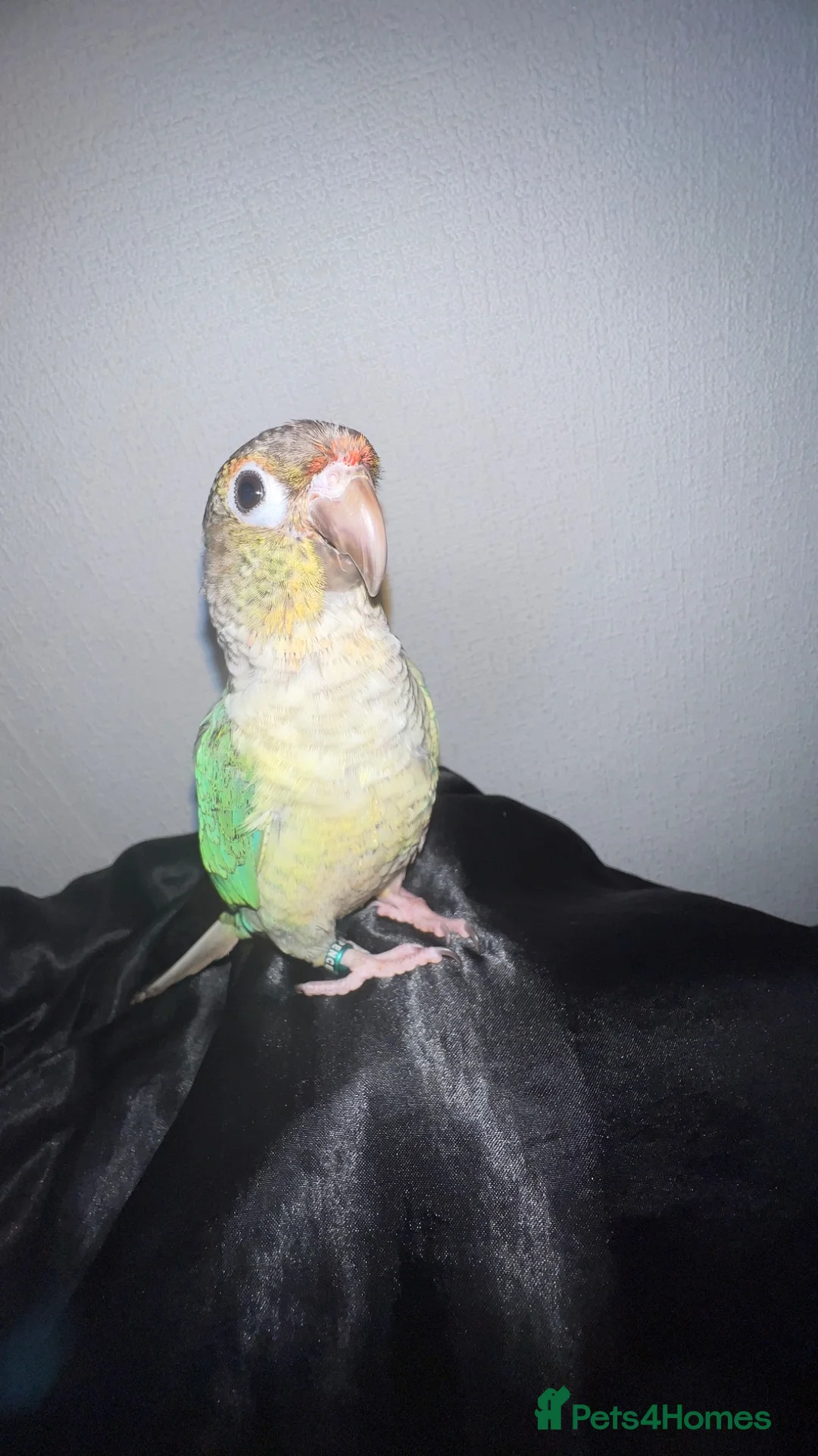 Conures birds for sale: Baby hand reared green cheek conure - Advert 2
