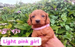 Goldendoodle dogs for sale: Stunning Miniature Goldendoodles - Image 20