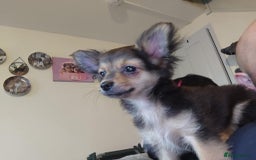 Pomchi dogs for sale: beautiful Pomchi pup - Image 8