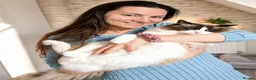 Ragdoll cats for sale: ✨ Exceptional Ragdolls,a distinguished lineage ✨ - Advert 22