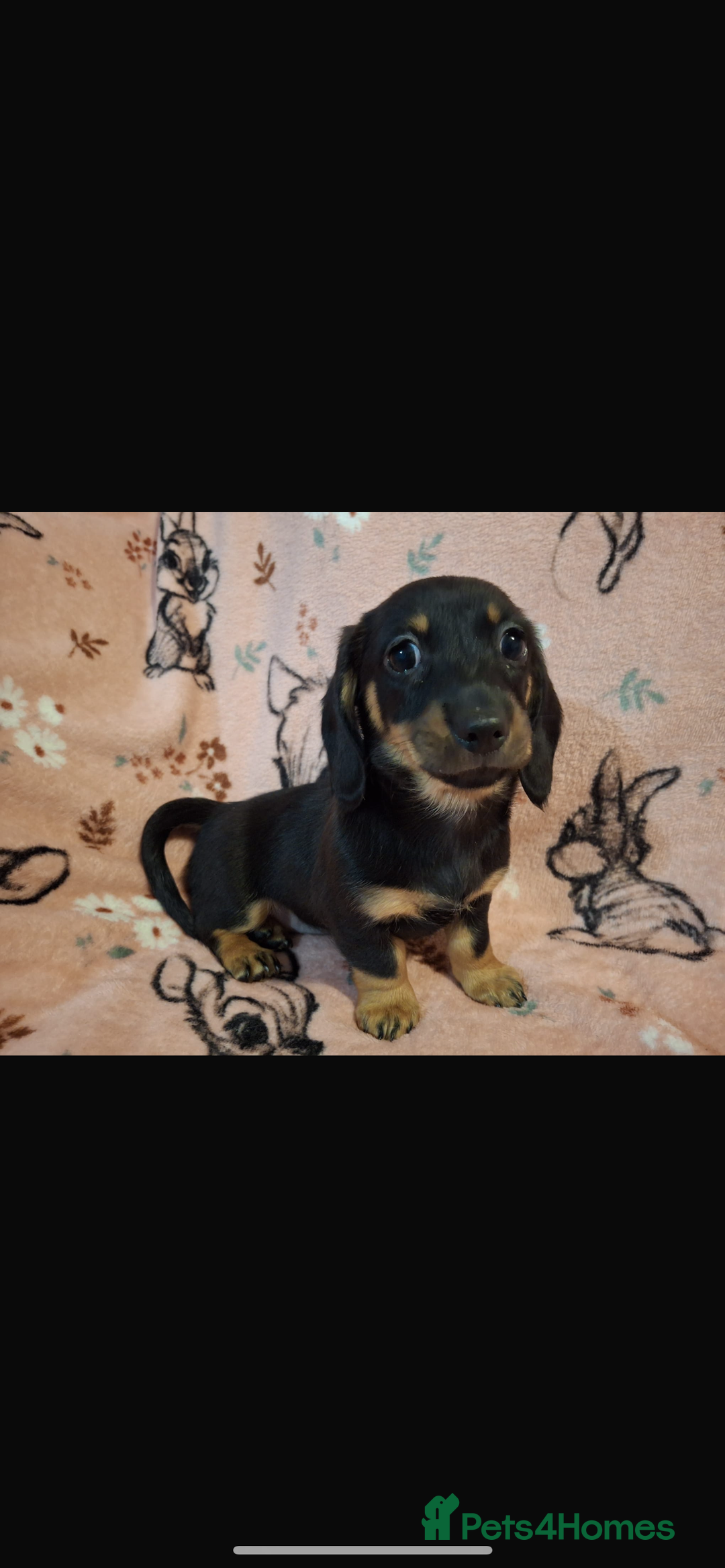 Dachshund dogs for sale: 10 week old dachshund girl dapple - Image 3