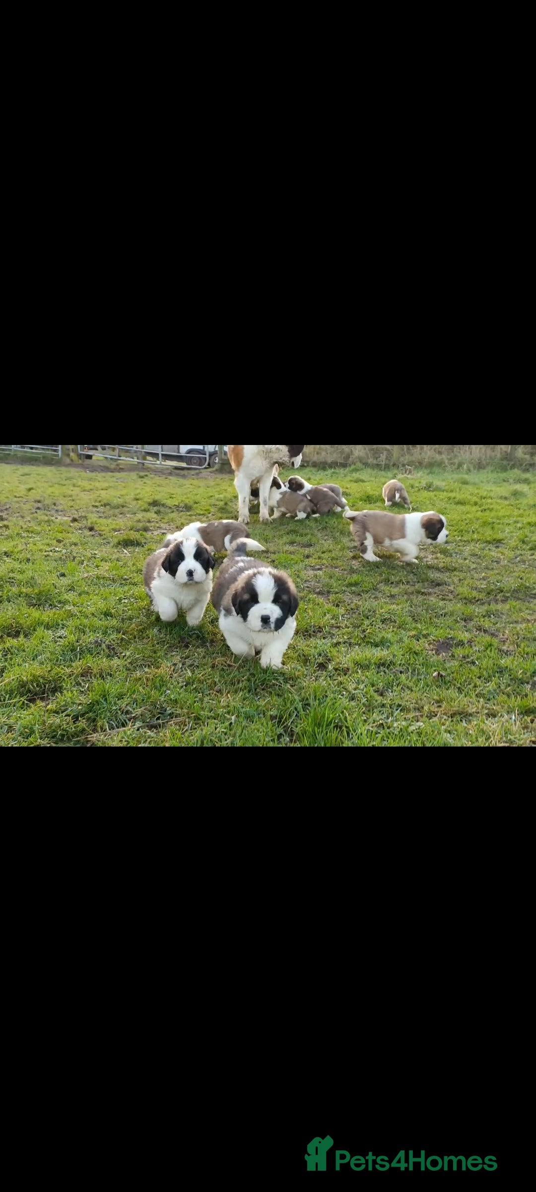 Saint Bernard dogs for sale: Exceptional litter of fabulous quality Saints  - Advert 10
