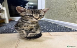 Mixed Breed cats for sale: Beautiful kittens for sale - Image 6