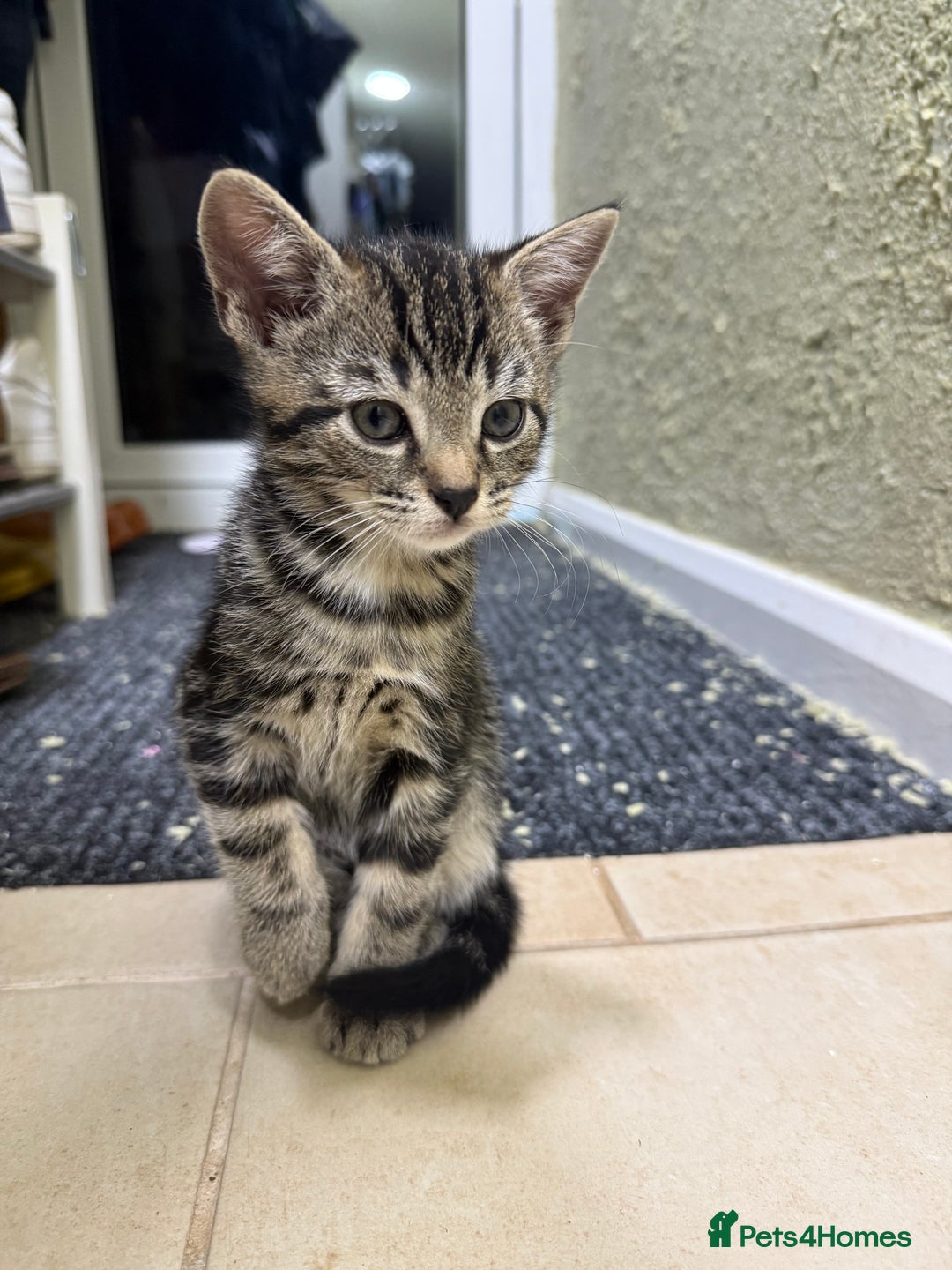 Mixed Breed cats for sale: Beautiful kittens for sale - Image 6