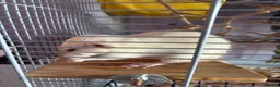 Rat rodents for sale: 3 female everything included (open to offers) in Poole - Advert 3