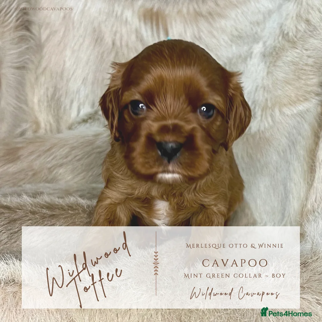 Cavapoo dogs for sale: 5 ⭐️ LICENSED BREEDER HEALTH TESTED F1b CAVAPOOS - Advert 7