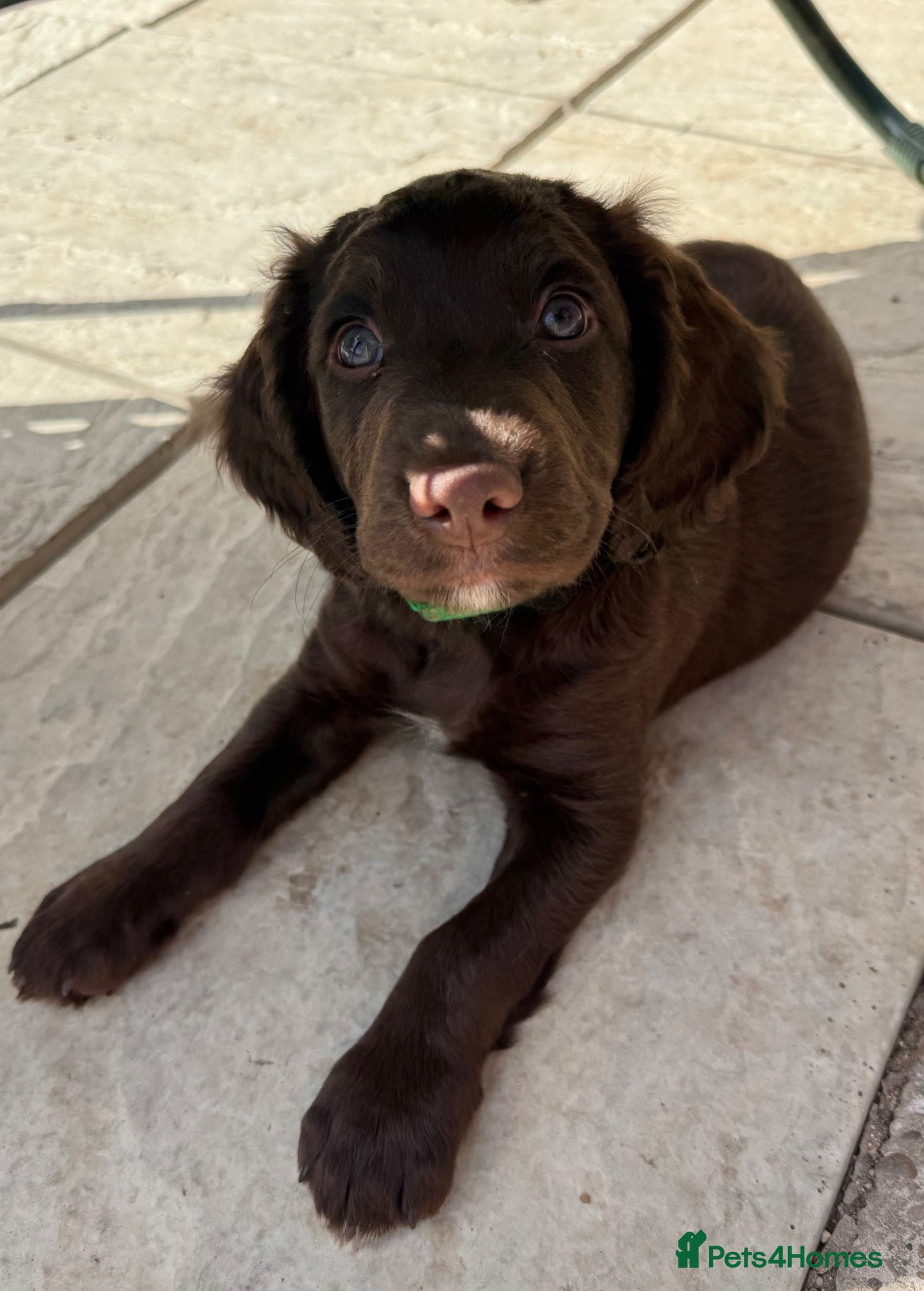 Sprocker dogs Stunning sprocker spaniels - Advert 1