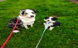Border Collie dogs for sale: 10 week old puppy  - Image 3