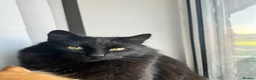 British Longhair cats for sale: Male cat for sale - Advert 8