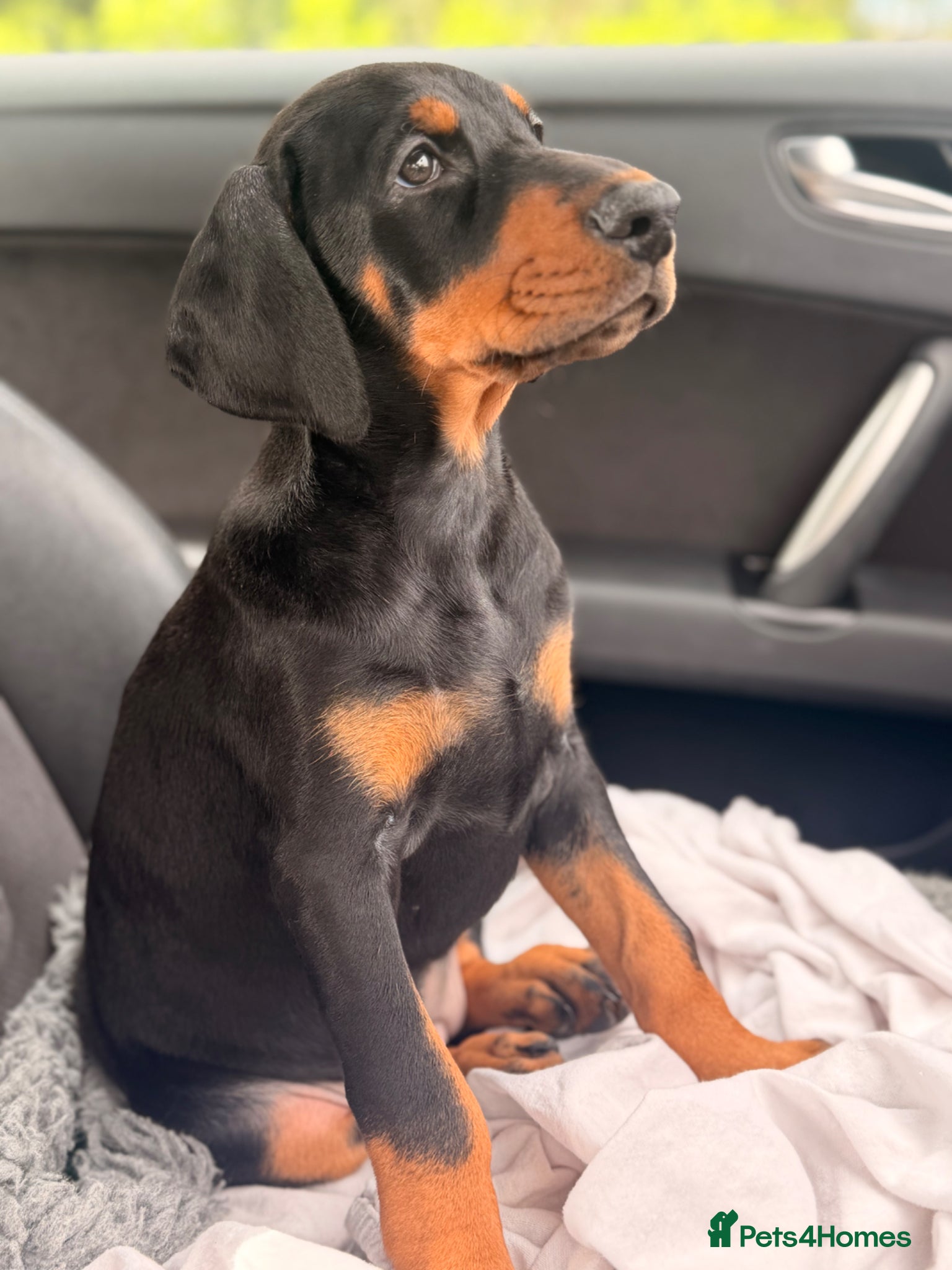 Dobermann dogs Doberman Champion health tested pup  - Advert 8