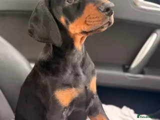 Dobermann dogs Doberman Champion health tested pup - Advert 8