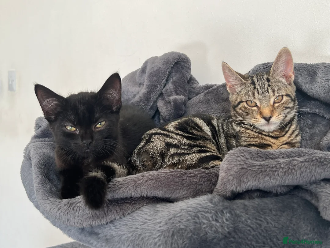 Mixed Breed cats for sale: Mixed British shorthair and domestic shorthair  - Advert 3