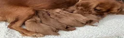 Toy Poodle dogs for stud: TED KC REG/hEALTH CHECKED STUD - Advert 2