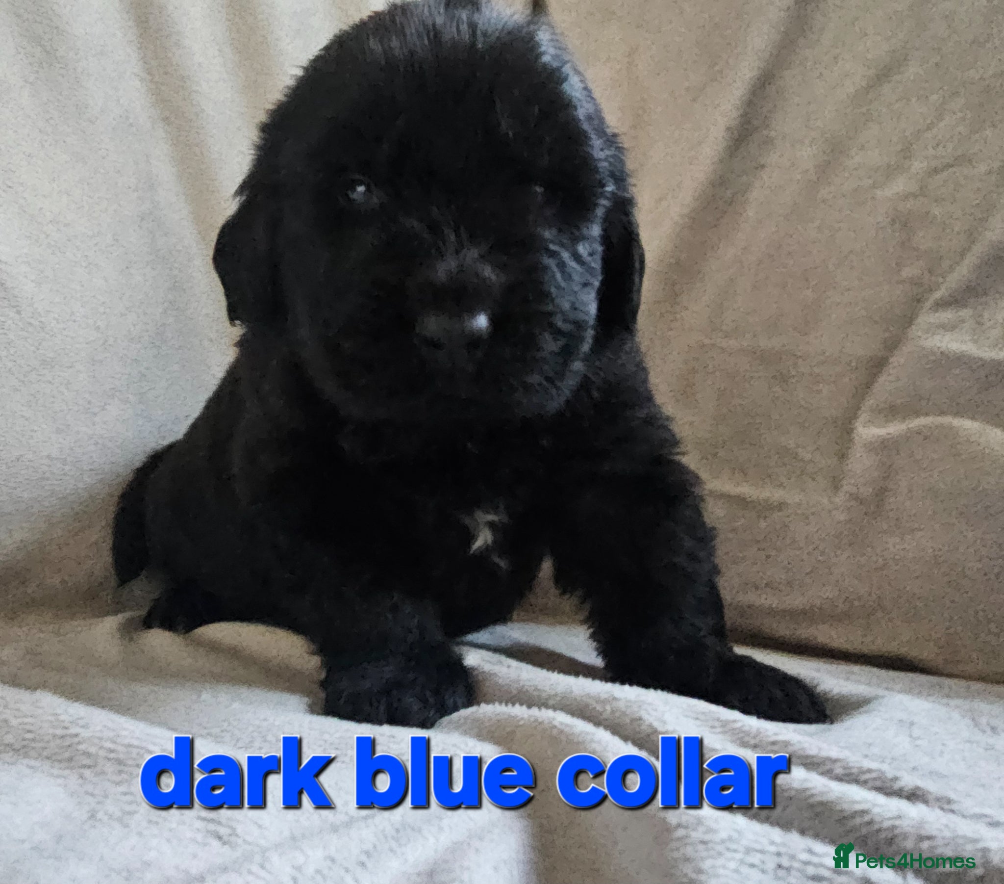 Newfoundland dogs for sale: Newfoundland pups for sale - Advert 9