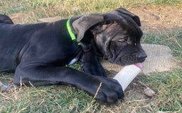 Cane Corso dogs for sale: Big Pure Cane Corso Puppies Ready Now!  - Image 8