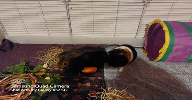 Guinea Pig rodents - Advert 12