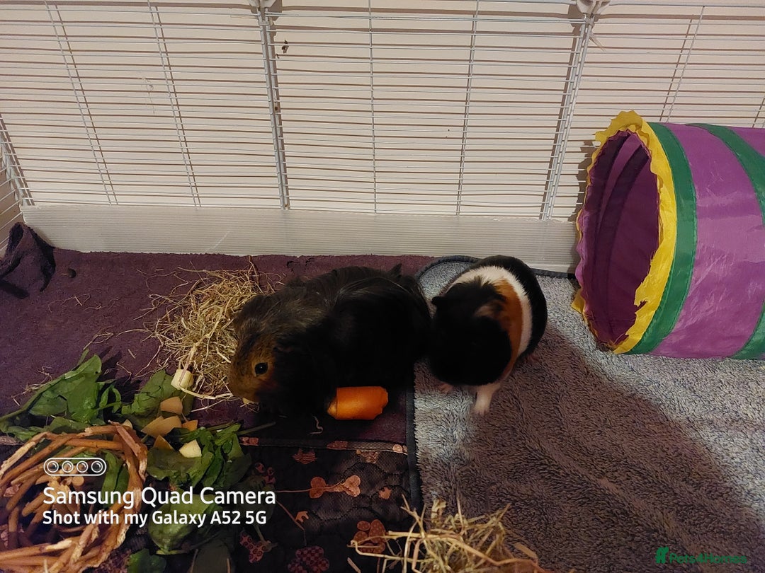 Guinea Pig rodents for sale: Selling two 4 month old male guinea pigs - Image 3