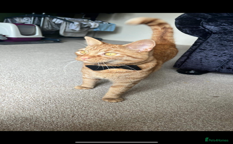 Domestic Shorthair cats Ginger cat - Advert 4