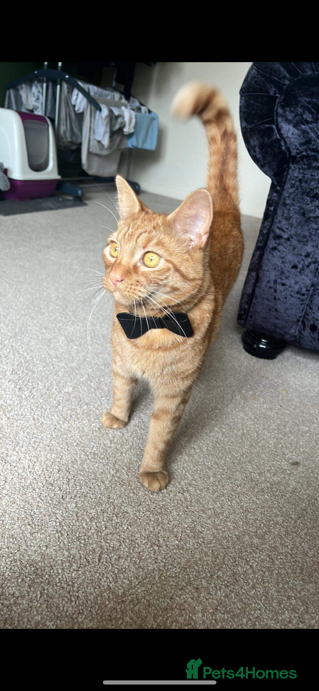 Domestic Shorthair cats for sale: Ginger cat - Advert 1