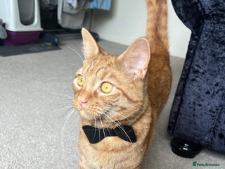 Domestic Shorthair cats Ginger cat - Advert 5