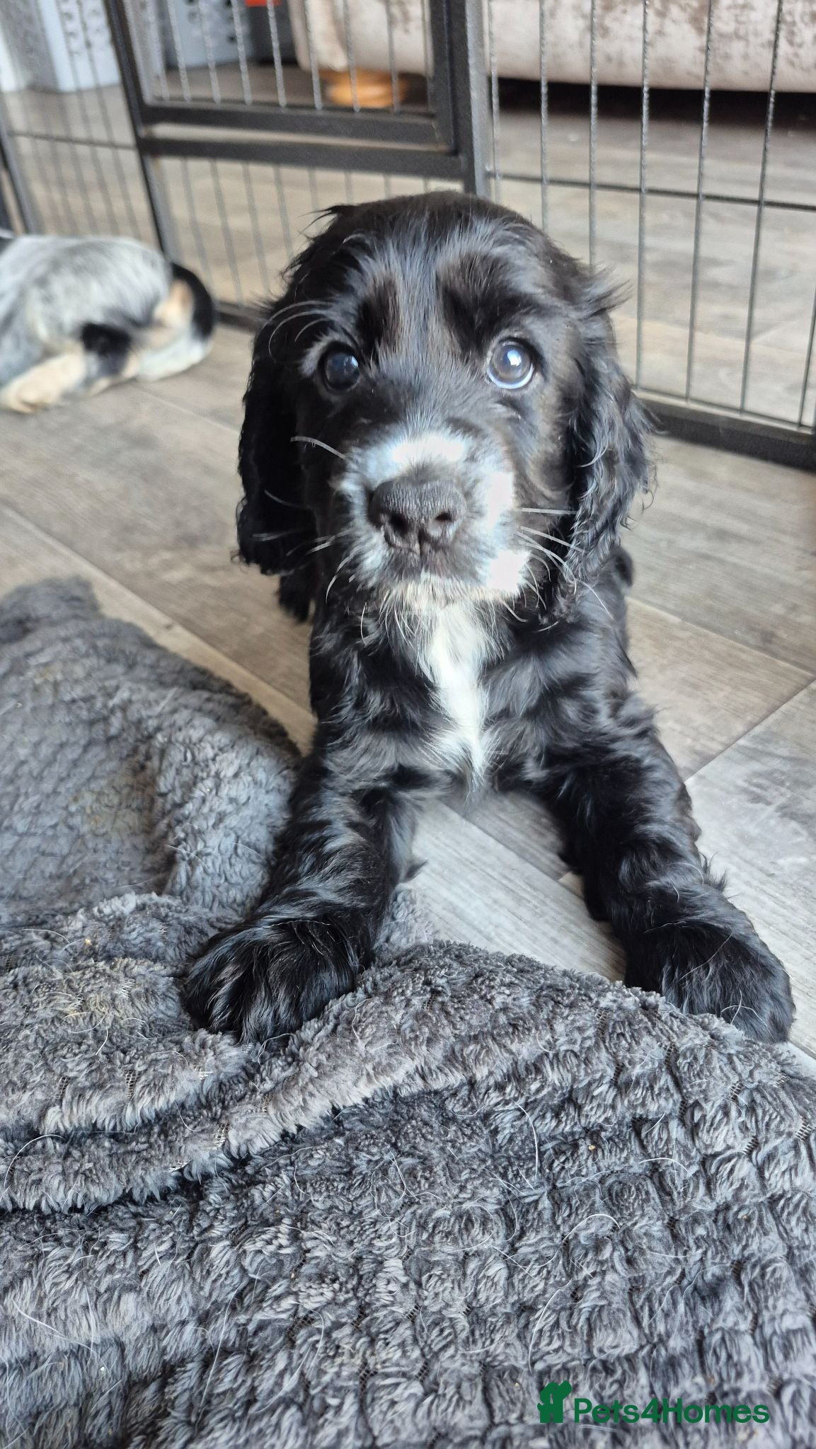 Cocker Spaniel dogs Kc registered showtype cocker spaniel puppies - Advert 7