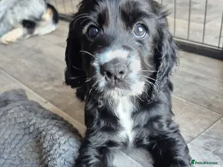 Cocker Spaniel dogs Kc registered showtype cocker spaniel puppies - Advert 1