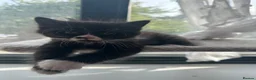 Mixed Breed cats for sale: 2 x female kittens  - Advert 4