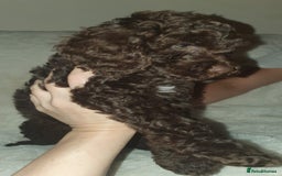 Cockapoo dogs for sale: F2 cockapoos  - Image 10