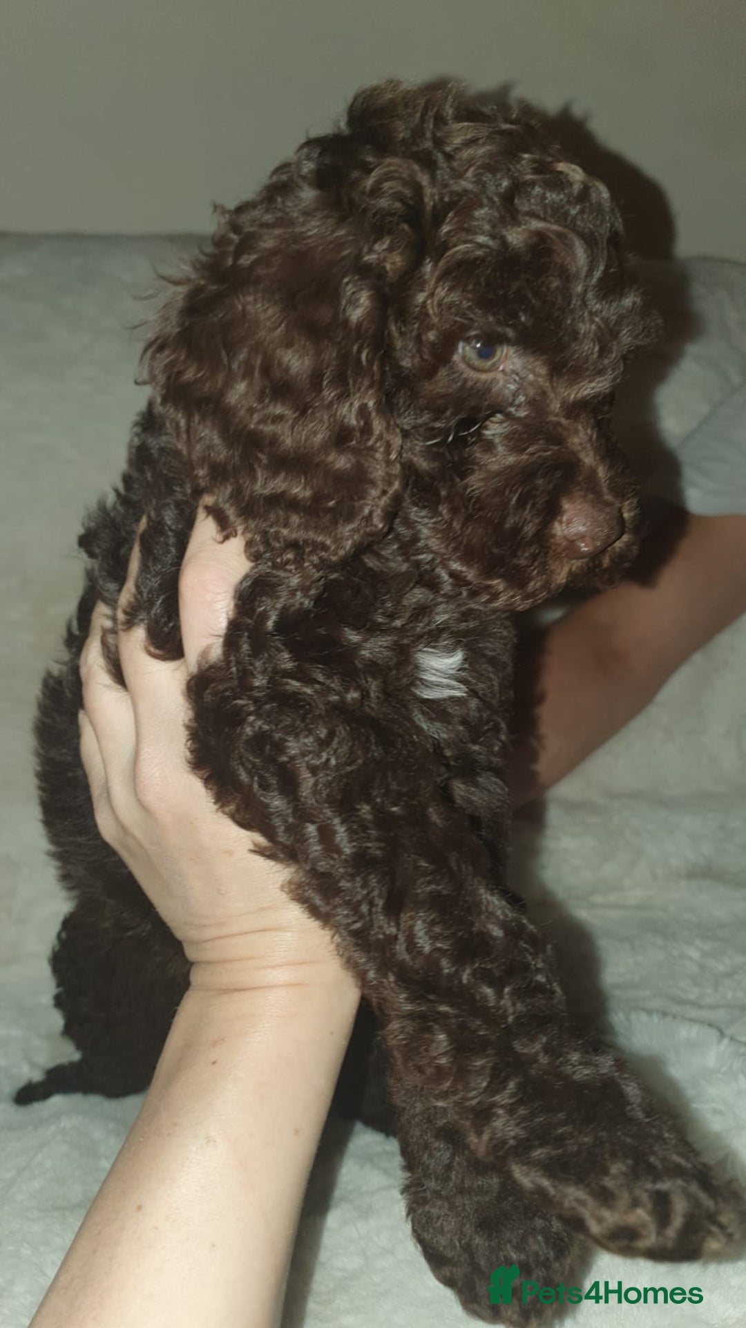 Cockapoo dogs for sale: F2 cockapoos  - Image 10