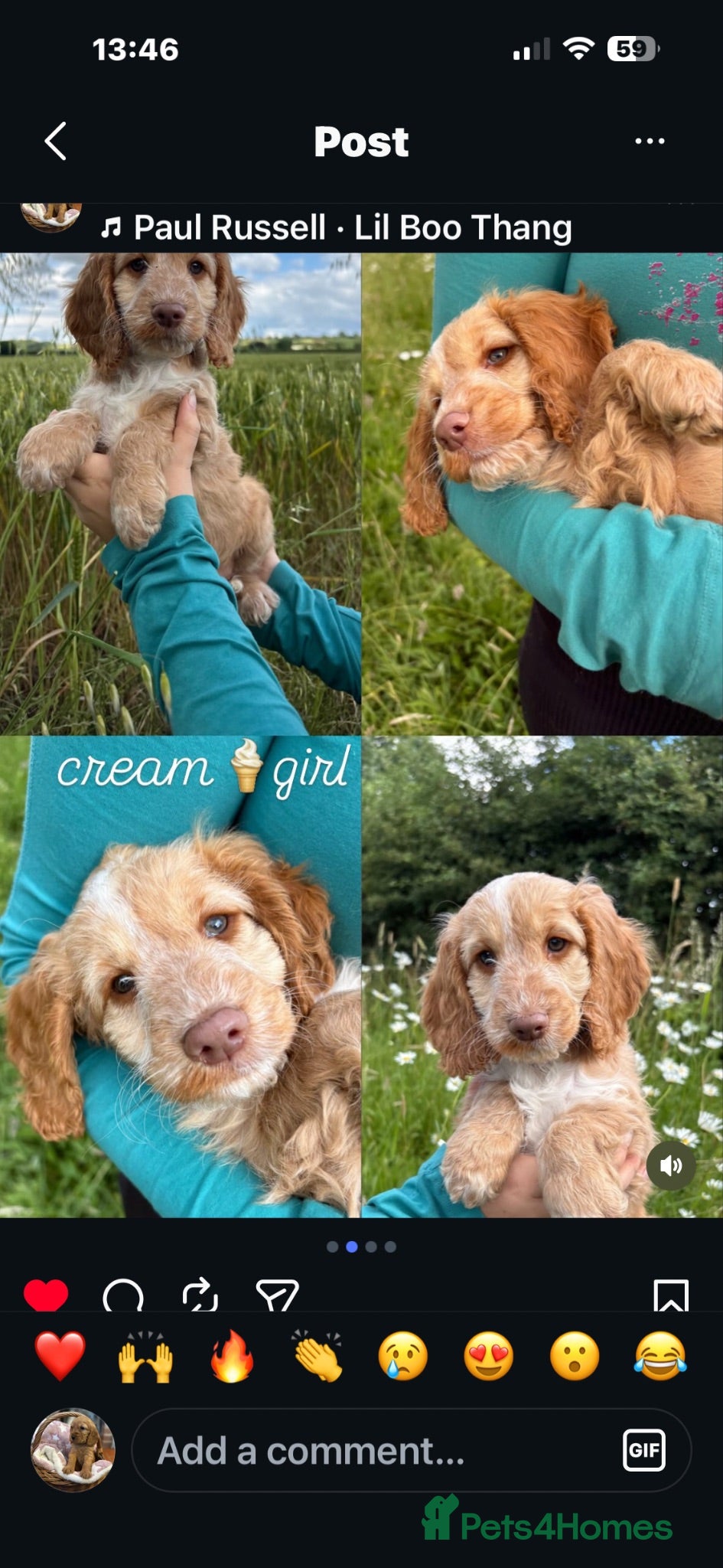 Cockapoo dogs Gorgeous Cockapoo pups 5🌟 licensed breeder  - Advert 1