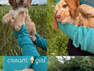 Cockapoo dogs for sale: Gorgeous Cockapoo pups 5🌟 licensed breeder - Advert 1