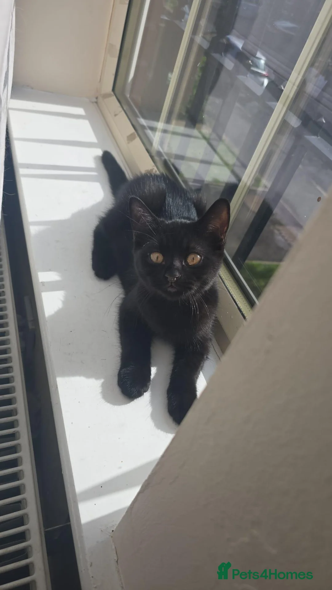 Mixed Breed cats for sale: Beautiful black mixed breed female kitten  - Advert 2